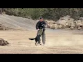 On The Beat - K9 Training Day