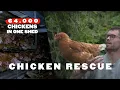 Download Lagu RSPCA Factory Farm Chicken Rescue | Babs’ Story