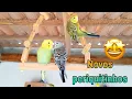 Download Lagu Criação de periquitos australianos aumento e perdas na criação
