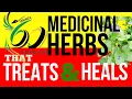 60 POWERFUL Medicinal Herbs Of Jamaica How many can you recognize