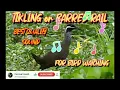 Download Lagu TIKLING or WHITE BARRED RAIL sound for bird watching/1hour best quality bird caller | carnival asstd