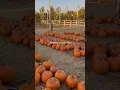 This is your sign to go to a pumpkin patch