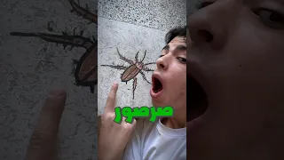 رسمت صرصور وانصدمت من رد فعل امي             رسم         دندنها