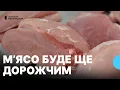 Download Lagu Ціни на м’ясо зростають: яка вартість свинини та яловичини на Хмельницькому ринку