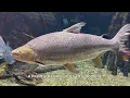 Jaws of the River Unveiling the Goliath Tigerfish s Ferocious Bite