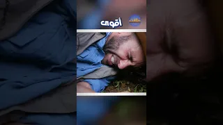 اخطر حشره في العالم الدبور الجلاد 