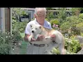 Download Lagu 猛烈な暑さの中、涼しい顔して運ばれる柴犬。この後母に大甘えで狂う。
