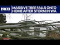 Large tree falls onto home in Everett WA