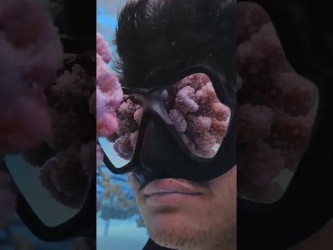 Not AI, just hand-grown corals. 🪸