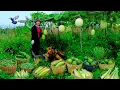 Download Lagu Harvest Homegrown: Cantaloupes, Lemongrass, Winter Melon,  Yardlong Beans To Sell At The Market,Farm