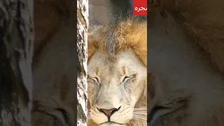 أسد خجول ينظر إلى حبيبته اللبوه من خلف الشجره 