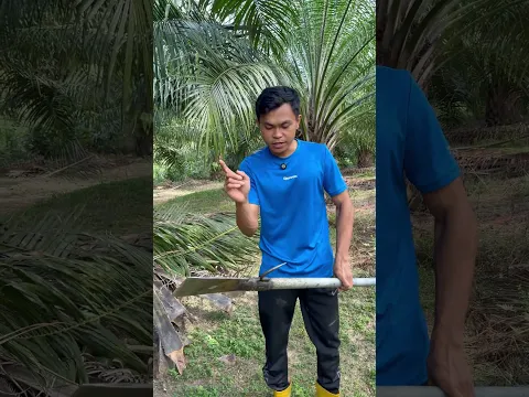 Walaupun musim kemarau buahnya tetap lumayan