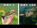 Download Lagu Memelihara Ikan Bass Selama 100 Hari