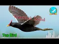 Download Lagu សំទ្បេងសត្វខ្លុំ ដេញខ្លាំង👍#birds #animals #wildlife #wildanimals #trapbird #watercook #dovetrapkh