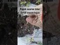Download Lagu Pemupukan susulan Tomat musim  hujan | pupuk subsidi phonska, tabur langsung sebelum hujan
