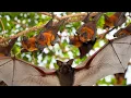 Download Lagu Wild Bats Take Over the Sky at Sunrise – Pattaya (Soi Naklua 18/1), Thailand
