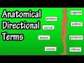 Anatomical Position And Directional Terms - Anatomical Terms