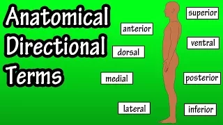 Anatomical Position And Directional Terms - Anatomical Terms