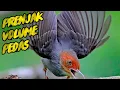 Download Lagu pancingan suara burung PRENJAK Jantan Memanggil Betina