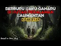 Lagu Berburu Kayu Gaharu di Hutan Pedalaman Kalimantan