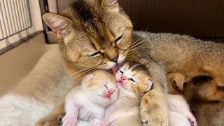 Newborn Kittens Can’t Survive Without Their Mom Doing This
