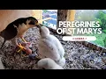 Download Lagu Peregrines of St Marys - Camera 1