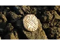 Download Lagu RARE GOLD Celtic Quarter Stater Found Metal Detecting UK With XP Deus