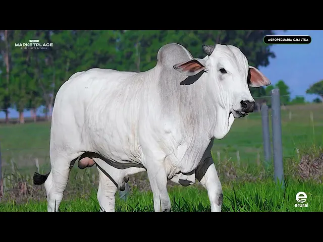 Touro Nelore NCJM - 8