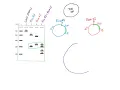 Restriction Mapping