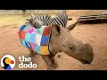 Download Lagu Baby Zebra Begs For Mud Baths With Her Rhino Sister | The Dodo