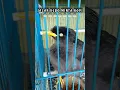 Download Lagu JALAK KEBO//Ngakak😁]Minta KOPi#shorts