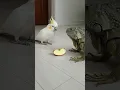 Download Lagu Iguana Takes a Bold Bite of Cockatoo’s Apple!