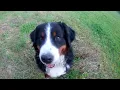 Bruno the Berner in area SAR training