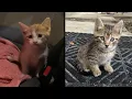 Owners seeking return of kittens taken from Columbus front yard