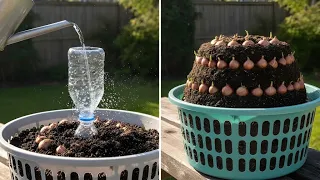 Jardinagem básica: truques simples de plantio! 🌱