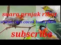 Download Lagu suara pikat cipo kombinasi prnjak dan kaso kaso paling ampuh terbukti