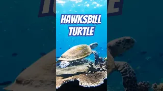 Hawksbill Turtle: The Reef’s Secret Helper