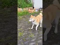 Download Lagu Shibe meets the bois after long time