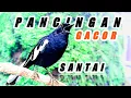 Pancingan santai gacor,,!! Suara burung kacer dada hitam jantan memanggil kacer betina
