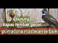 Download Lagu Masteran Burung KAPAS TEMBAK suara jernih Tembakan Rapat