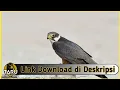 Download Lagu Suara Masteran Burung Alap-alap Walet