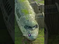 Download Lagu bhootiya aeroplane. aman techno. #aeroplane #bhoot #shorts #veerana #viralvideo