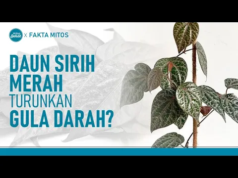 Benarkah Sirih Merah Bisa Turunkan Gula Darah?