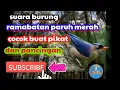 Download Lagu suara burung rambatan paruh merah cocok buat pikat