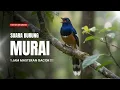 Download Lagu 1 Jam Full Isian Masteran Pikatan Burung Murai Gacor