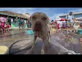 Yappy Hour at Wonder Bar in Asbury Park New Jersey