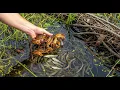 Download Lagu Wow Amazing! Caught a big crab in the hole of flowing water | fishing video by hand fun!