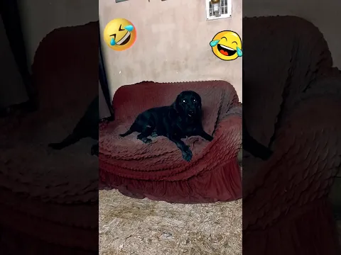 Angel had a Sneeze Attack 🤣🤣🤣🤣. #shorts #lovecoco #comedy #cocomelon #funny #funnydogs #lovelyangel