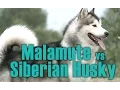 Malamute vs Siberian Husky English Siberian Husky Academy