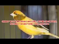 Canary with a melodious and long-lasting gacor voice, suitable for mastering, 100% effective
